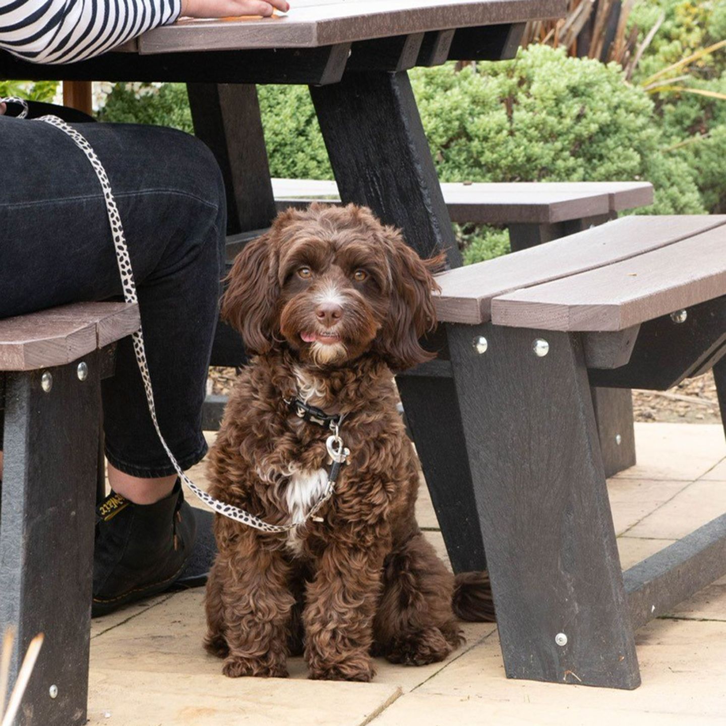 Your local dog friendly pub in Gainsborough